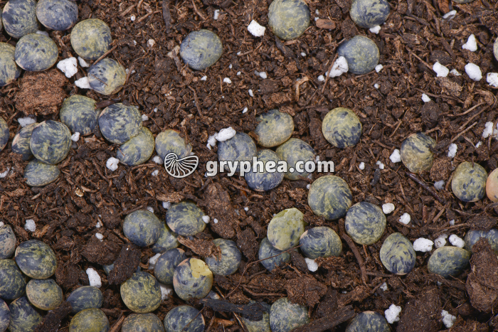 Germination des lentilles - graines déhydratées (détail) - gryphea.org